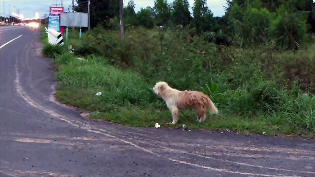 Un chien attend son maître depuis quatre ans au même endroit