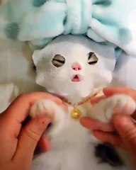 Journée de détente ! Ce chat se fait faire un masque de beauté. He oui, il faut souffrir pour être belle