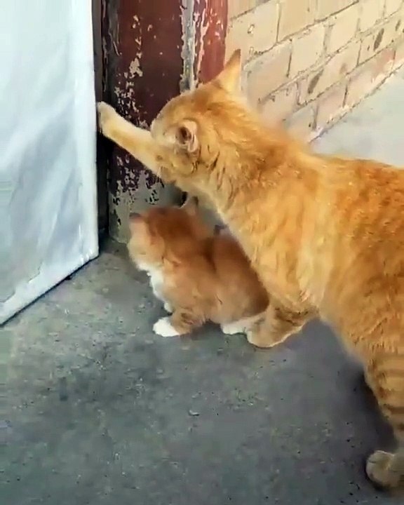 Ce que cette maman chat fait à son bébé est juste indigne