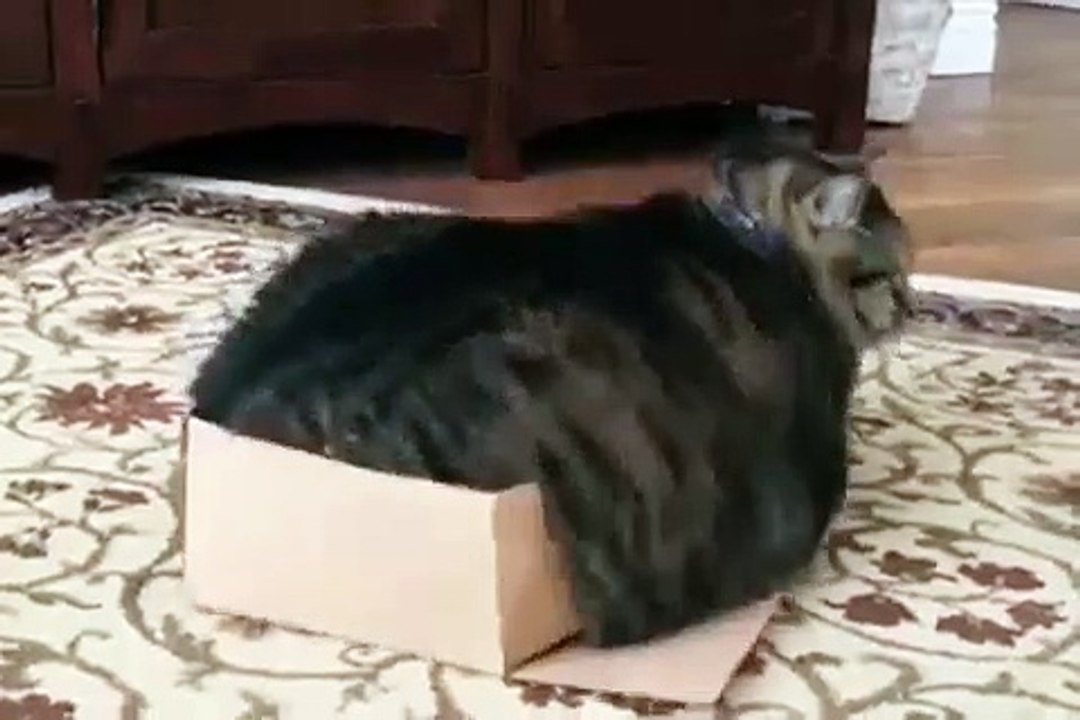 Une manie des plus étranges ! Ce chat adore rentrer dans les boîtes trop petites pour lui