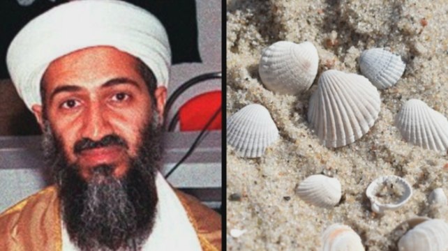 Une femme trouve un coquillage ressemblant à Oussama Ben Laden