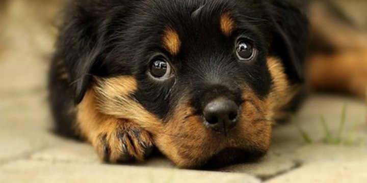 Así rescatan a estos cachorros abandonados debajo de un vehículo en llamas en la India