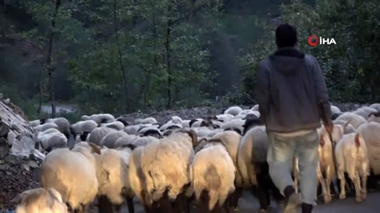 Doğu Karadeniz'de koyun sürülerinin yayladan köye zorlu dönüş yolculuğu başladı