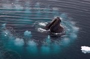 Red de burbujas: la estrategia que muestra la inteligencia de las ballenas jorobadas para cazar y alimentarse