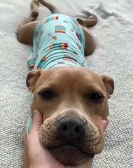 Le chien mignon c’est également un regard, qui vous transmet tout l’amour rien qu’en un instant. Choupinou !