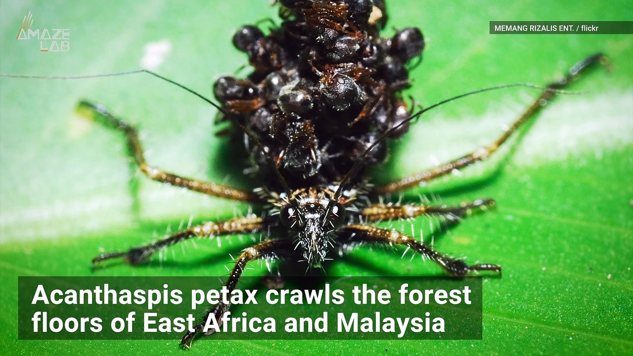 Assassin Bug Stacks Dead Ants on its Back for Camouflage