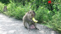 monkey eating banana - mushy banana