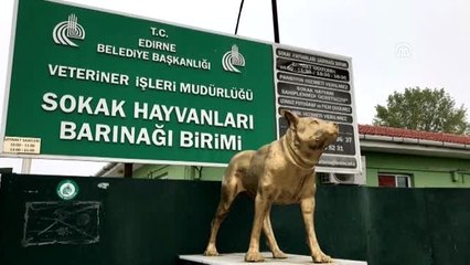 Arka bacakları tutmayan kediye oyuncak kamyondan yürüteç yapıldı