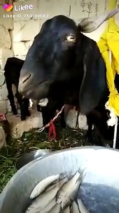 Have you seen goat eating fish. Not right watch this