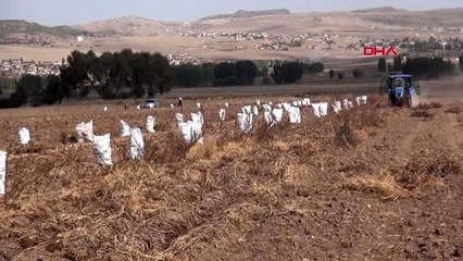 Niğde milli patateste yüksek verim; tanesi 400 gram geliyor