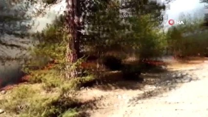 Amasya'da orman yangını