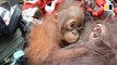 ‘Skinny and dehydrated’ orangutans relocated after Indonesia forest fire