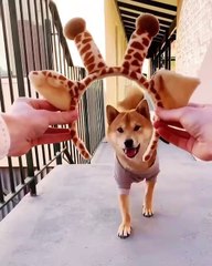 Regardez comment ce chien s'est transformé en un temps record ! fantastique !