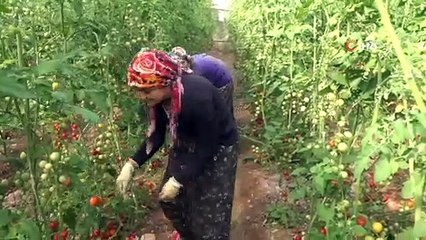 Antalya'da güz dönemi domates hasadı başladı