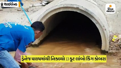 ડ્રેનેજ પાઇપમાં છૂપાઇને બેઠો હતો 13 ફૂટ લાંબો ઝેરી કિંગ કોબરા, માંડ માંડ હાથમાં આવ્યો