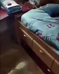 Ce minet est pris en flagrant délit d'espionnage ! Sa réaction est juste surprenante !