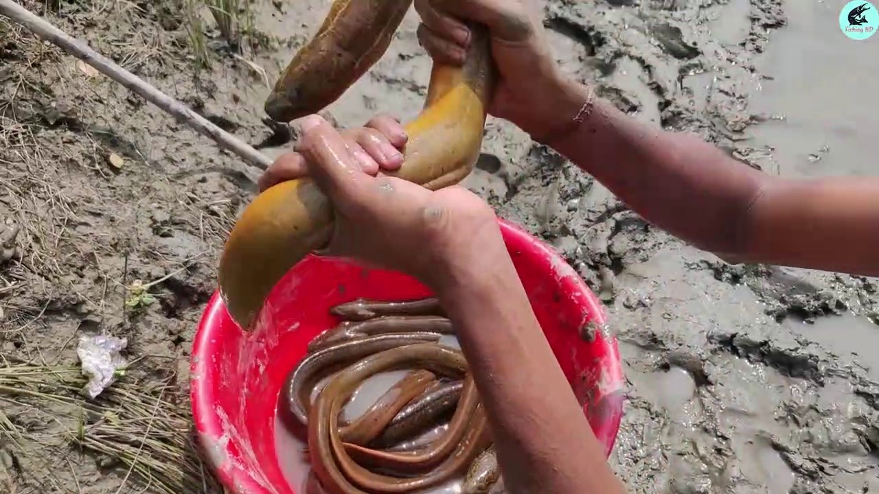 Meilleure pêche à l'huile Pêche unique en anguille avec huile de pêche