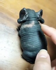 Cette étrange et mignonne petite créature égayera votre journée