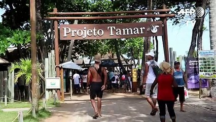 Tamar monitora filhotes afetados por óleo