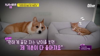 멍냥이들의 新 무릉도원 꿀잠 방석 [반려동물 행복지수 UP되는 펫 용품 10]