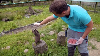 Asian Short-Clawed Otter!