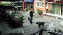 Adorable moment playful dog refuses to allow owner to leave for work in Thailand