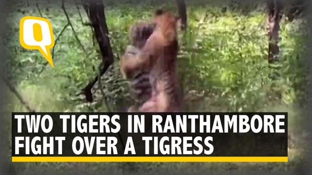 2 Tigers Battle Over a Tigress in Ranthambore Reserve