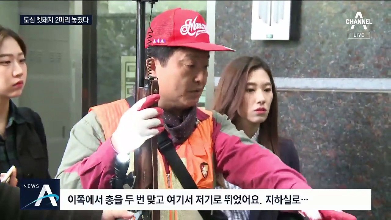 한밤 중 서울 아파트 휘저은 멧돼지 떼…주민들 불안