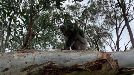 Koala Carries Joey on Treetop Climb