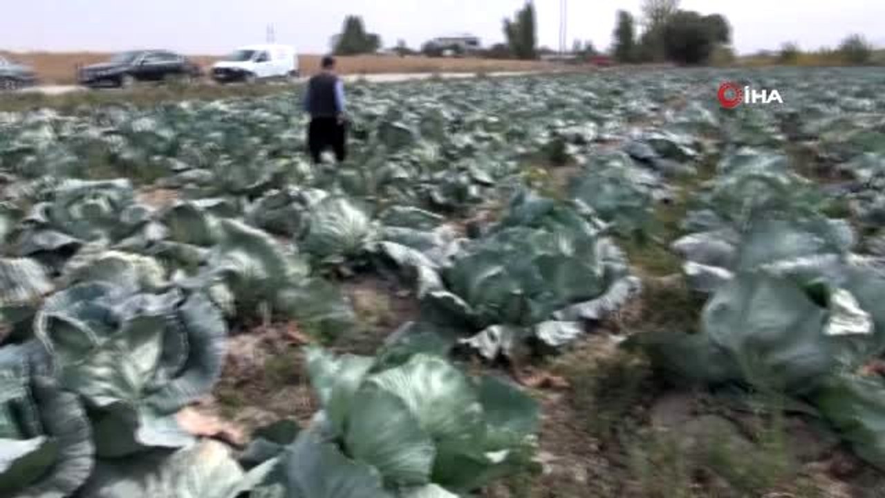 Elbistan lahanasına "coğrafi işaret" alınacak