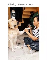 Ce chien est un vrai dramaturge ! Regardez le faire sa comédie