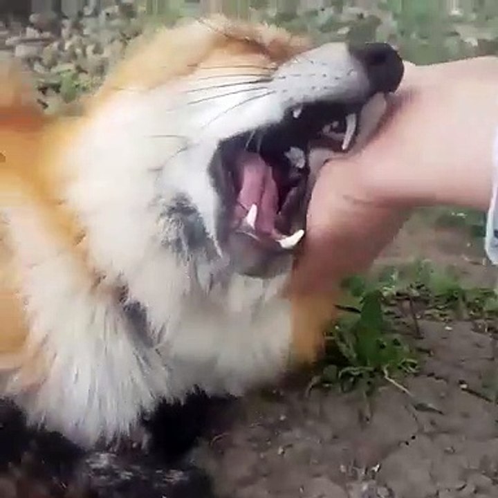 Ce renard fait sa petite causette