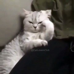 Ce matou s'est levé du mauvais pied aujourd'hui ! Attention !