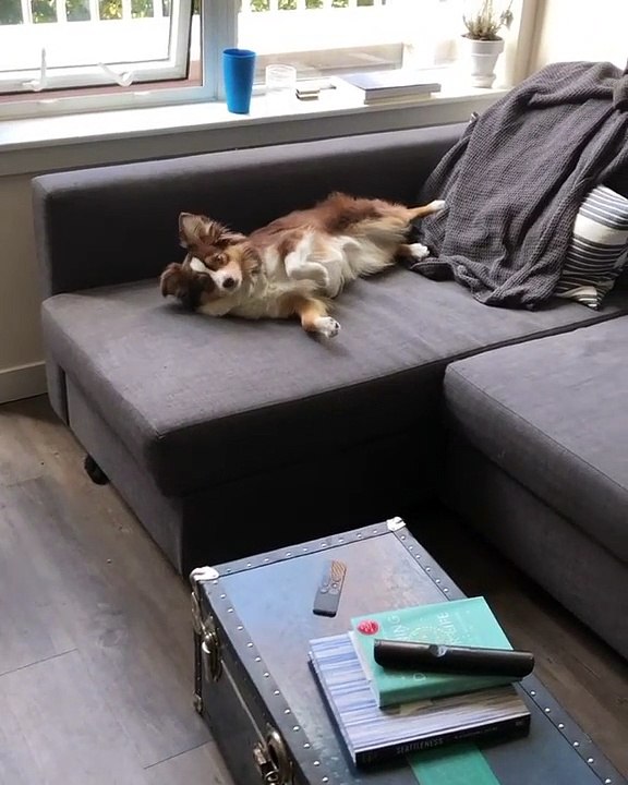 Ce chat n'a aucun respect pour les chaussures de son maître, c'est très rigolo !