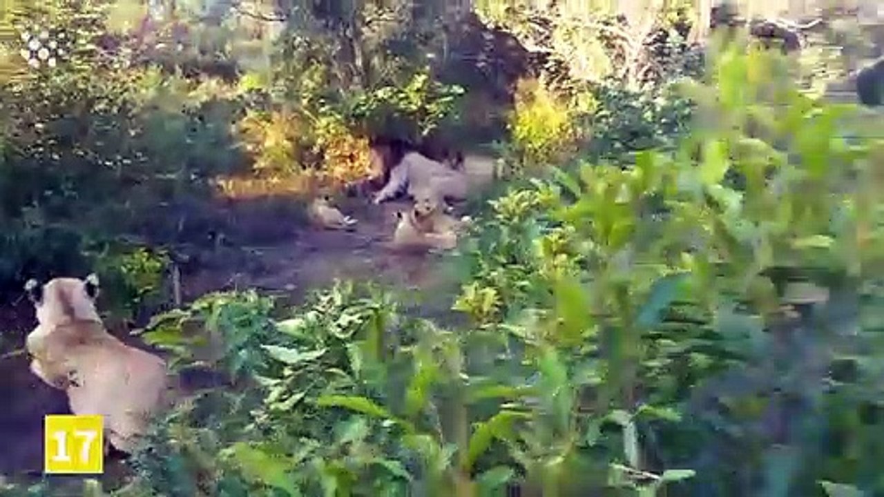Top 20 Incredible Safari Moments Caught on Camera