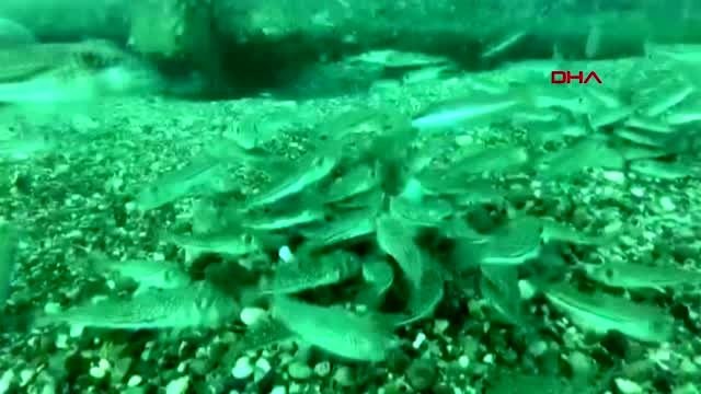 Antalya yüzlerce balon balığı ağa takıldı-2