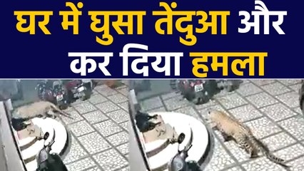 Leopard ने आधी रात घर में घुसकर कर दिया Attack, CCTV में कैद Video | वनइंडिया हिंदी