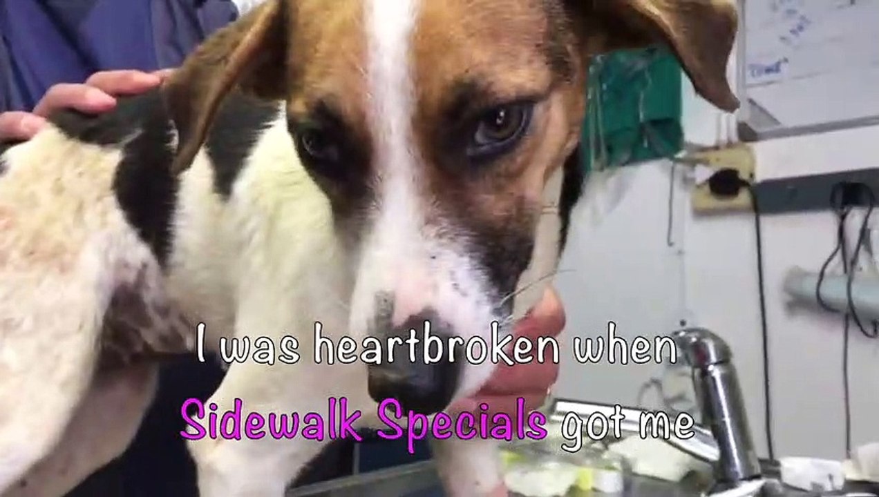 Cette chienne devait être euthanasiée mais au dernier moment, le vétérinaire renonce