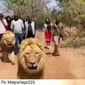 Ces lions font le guide pour ce groupe de touristes, il faut avoir vraiment du cran pour le faire