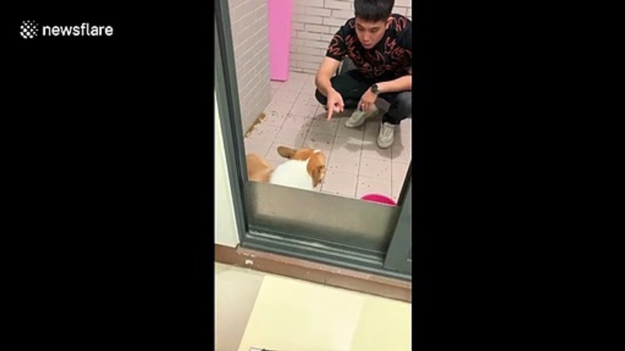 Guilty dog avoids eye contact with owner after making a mess