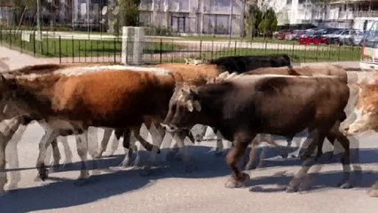 Karayoluna giren büyükbaş sürüsü, zor anlar yaşattı