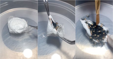 Pesquisador abre saco de ovos das aranhas mais perigosas do mundo