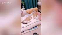 Sweet moment cat hugs and kisses another feline