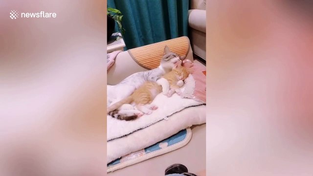 Sweet moment cat hugs and kisses another feline