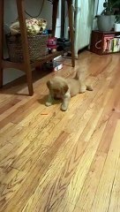 Bébé chien contre carotte... qui gagnera ce duel !