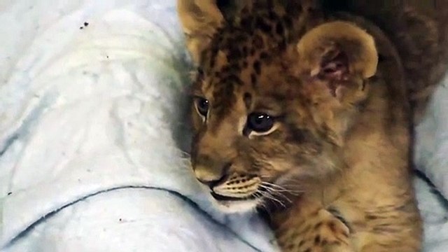 Ce bébé lion fait son premier rugissement !