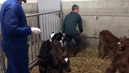 Un veau malade est pris en charge par le vétérinaire