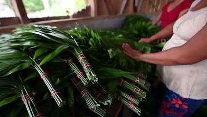 Pequeñas comunidades aprovechan y cuidan principal reserva forestal de Guatemala