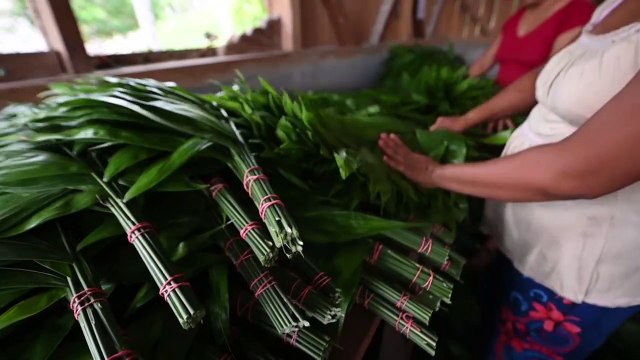 Pequeñas comunidades aprovechan y cuidan principal reserva forestal de Guatemala