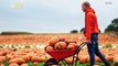 Check Out Gourd-eous Footage of a Massive Pumpkin Patch Started by a 13-Year-Old!